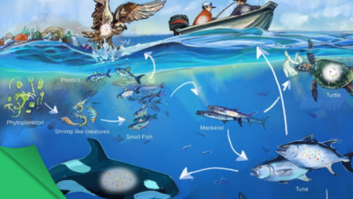 garbage patch