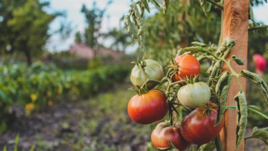 Planting the Seed: How to Begin Your Backyard Garden